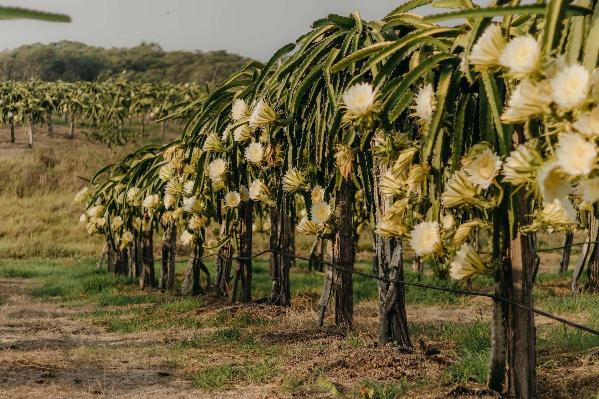 Binh Thuan Dragon Fruit