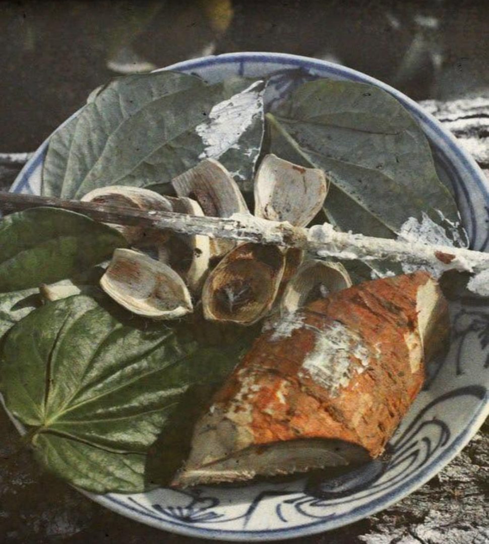 Hành trình ngàn năm của Trầu cau